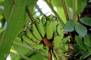 Banane Musa, Berggarten Hannover, 2022