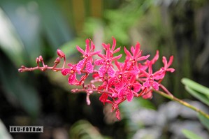 Renanthera matutina Orchidaceae, Berggarten Hannover, 2022