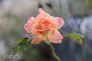 Die Rose im Winter Eigentlich nichts Besonderes, eine Rose. Dieses Exemplar hat es mit Ihrer Blüte aber bis in den Januar geschafft, ist nun eingefroren...