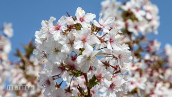 Die Zierkirsche kündigt den Frühling an